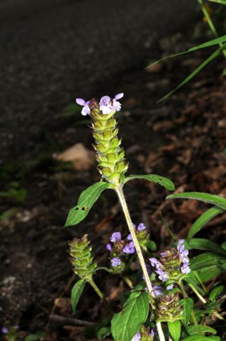 Prunella vulgaris